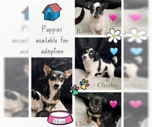 Jack-Rat Terrier Dogs for adoption in Princeton, British Columbia, Canada