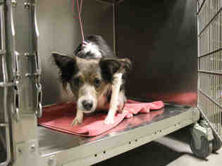 Dachshund Dogs for adoption in Modesto, CA, USA