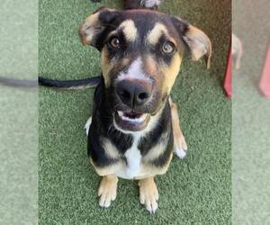 Catahoula Leopard Dog-Unknown Mix Dogs for adoption in Sandy, UT, USA