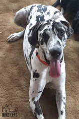 Great Dane Dogs for adoption in Troy, IL, USA