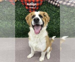 Great Pyrenees-Saint Bernard Mix Dogs for adoption in Grasswood, Saskatchewan, Canada