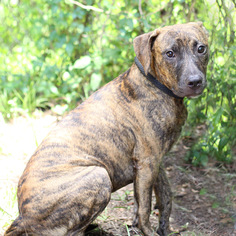 Plott Hound-Unknown Mix Dogs for adoption in Pensacola, FL, USA