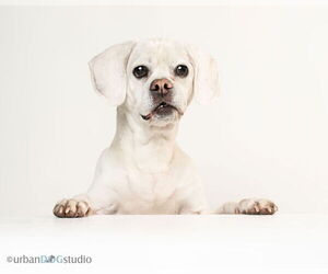 Puggle Dogs for adoption in Tampa, FL, USA