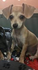 Chihuahua Dogs for adoption in Oakley, CA, USA