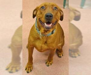 Labralas Dogs for adoption in Ogden, UT, USA