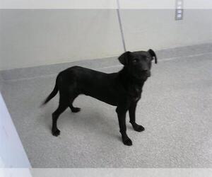 Labrador Retriever-Unknown Mix Dogs for adoption in Pasadena, TX, USA