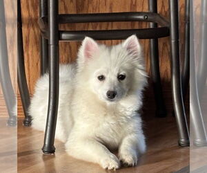 Mutt Dogs for adoption in Fargo, ND, USA