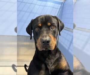 Rottweiler Dogs for adoption in San Bernardino, CA, USA