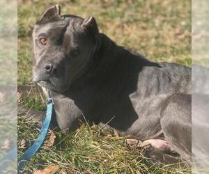 American Pit Bull Terrier Dogs for adoption in Potomac, MD, USA