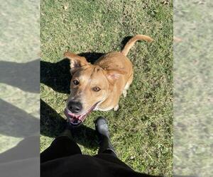 Mutt Dogs for adoption in San Antonio, TX, USA