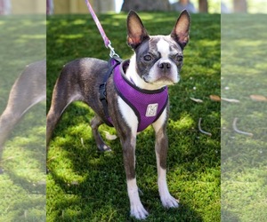 Boston Terrier Dogs for adoption in Pittsburg, CA, USA