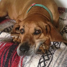 Medium Photo #1 Bloodhound-Redbone Coonhound Mix Puppy For Sale in Lovingston, VA, USA