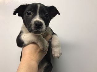 Borador Dogs for adoption in Charleston , WV, USA