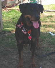 Rottweiler-Unknown Mix Dogs for adoption in O Fallon, MO, USA