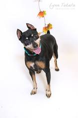 Miniature Pinscher Dogs for adoption in Woodland, CA, USA