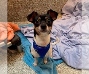 Chihuahua Dogs for adoption in Boston, MA, USA