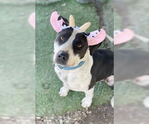 American Pit Bull Terrier-American Staffordshire Terrier Mix Dogs for adoption in Ventura, CA, USA