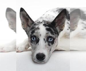 Labrador Retriever-Unknown Mix Dogs for adoption in Burbank, CA, USA