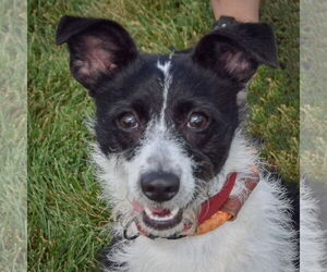 Jack Russell Terrier-Unknown Mix Dogs for adoption in Huntley, IL, USA