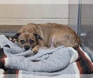 Brussels Griffon Dogs for adoption in Martinez, CA, USA
