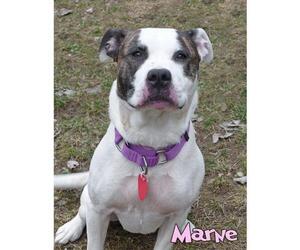 Akita Dogs for adoption in Mason, MI, USA