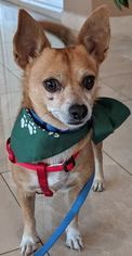 Chihuahua Dogs for adoption in Valrico, FL, USA