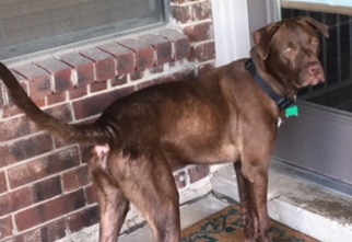 Medium Photo #1 Labrador Retriever-Unknown Mix Puppy For Sale in Coppell, TX, USA
