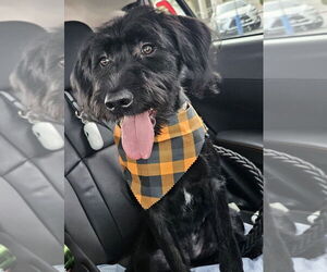 Labrador Retriever-Unknown Mix Dogs for adoption in Studio City, CA, USA