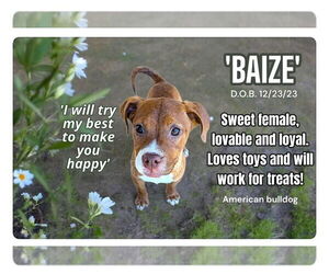 American Bulldog-Unknown Mix Dogs for adoption in Golden Valley, AZ, USA
