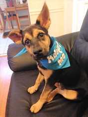 German Shepherd Dog Dogs for adoption in Woodside, NY, USA