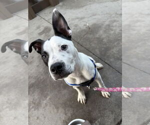 Mutt Dogs for adoption in Mount Pleasant, SC, USA