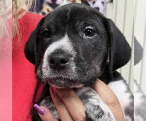 Labrador Retriever-Unknown Mix Dogs for adoption in Jefferson, WI, USA