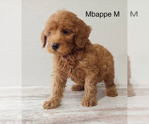 Goldendoodle (Miniature) Dogs for adoption in Studio City, CA, USA