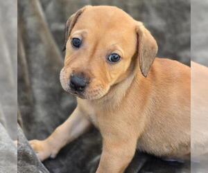 Labrador Retriever-Unknown Mix Dogs for adoption in San Diego, CA, USA