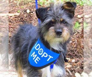Brussels Griffon-Unknown Mix Dogs for adoption in Redondo Beach, CA, USA