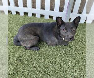Collie-Pembroke Welsh Corgi Mix Dogs for adoption in Modesto, CA, USA