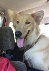 Gollie Dogs for adoption in Nashville, TN, USA