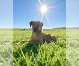 Coonhound-Unknown Mix Dogs for adoption in Westwood, NJ, USA