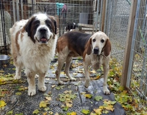 Saint Bernard Dogs for adoption in NYC, NY, USA