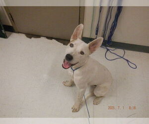 Australian Cattle Dog-Unknown Mix Dogs for adoption in Oroville, CA, USA