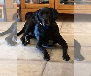 Labrador Retriever Dogs for adoption in Omaha, NE, USA