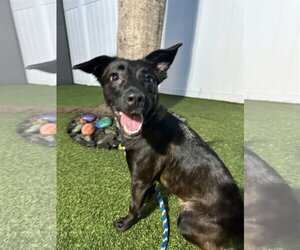 Mountain Cur-Unknown Mix Dogs for adoption in Pompano Beach , FL, USA