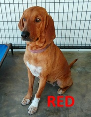 Redbone Coonhound Dogs for adoption in Mountain View, AR, USA