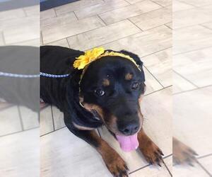 Rottweiler Dogs for adoption in Manchester, IA, USA
