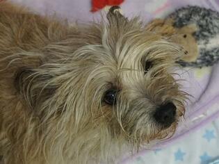 Cairn Terrier Dogs for adoption in Fort Wayne, IN, USA