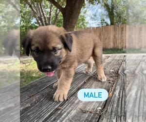 German Shepherd Dog-Unknown Mix Dogs for adoption in San Antonio, TX, USA