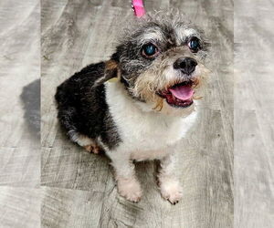 Mutt Dogs for adoption in Ellijay, GA, USA