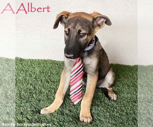 German Shepherd Dog-Unknown Mix Dogs for adoption in San Diego, CA, USA