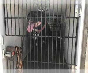 Mastiff-Unknown Mix Dogs for adoption in Pasadena, CA, USA