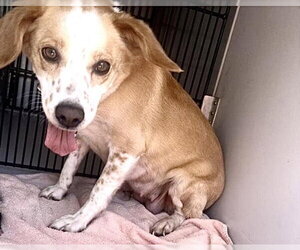 Cocker Spaniel-Unknown Mix Dogs for adoption in Houston, TX, USA